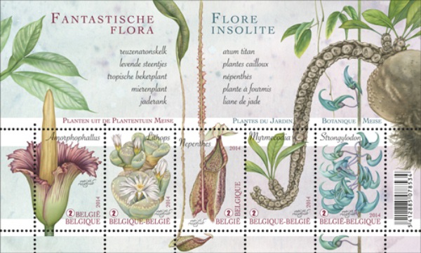 [Flora - Flowers, type ]