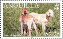 [Goats of Anguilla, type AUN]