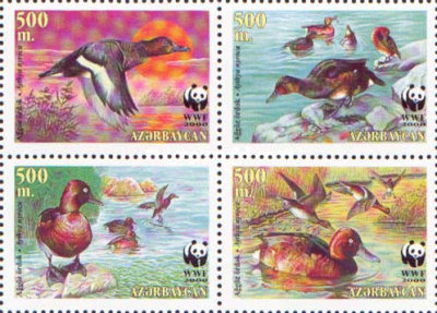 [The Ferruginous Duck, type ]