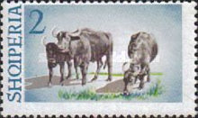 [Water Buffalo, type SJ]