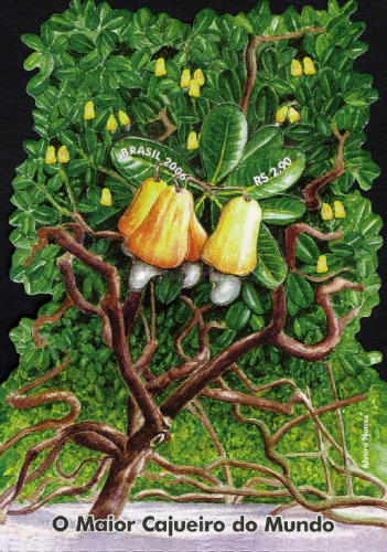 [The Largest Cashew Tree in the World, type ]