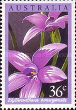 [Orchids, type AFZ]