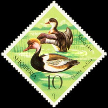 [Birds - Wildfowl, type XNK]