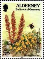 [Flora and Fauna, type BQ]
