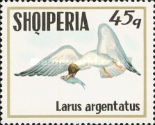[Seabirds, type AQV]