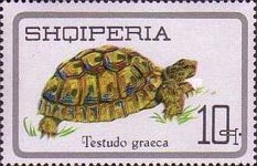 [Reptiles, type YGG]
