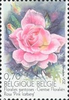 [Ghent Flower Show - Roses, type CYU]