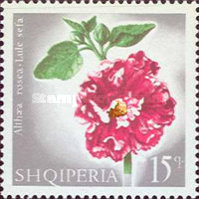 [Flowers, type ZP]