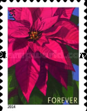 [Flowers - Poinsettia. Year "2014" in the Lower Left Margin, type GJT1]