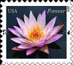 [Flowers - Water Lillies, type GNY]