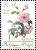 [Roses, type BNL]