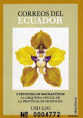 [Orchids, type XFV]