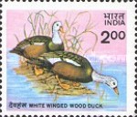 [Wildlife Conservation. White-winged Wood Duck, type AFK]
