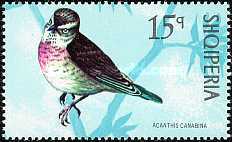 [Birds, type ALX]