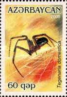 [Arachnids, type YV]