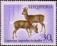 [European Roe Deer, type AAP]