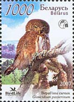 [Owls of Belarus, type WY]