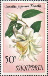 [Flowers - Camellias, type AOF]