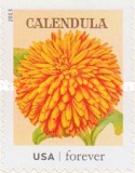 [Vintage Seed Packets, type GHV]
