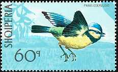 [Birds, type AMA]