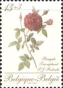 [Roses, type BKQ]
