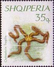 [Starfishes, type XL]