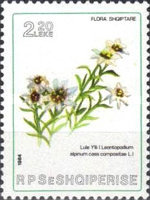 [Plants, type BFM]