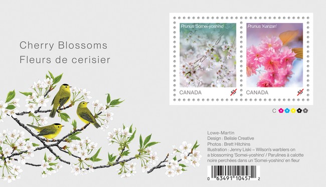 [Cherry Blossoms, type ]