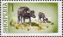 [Water Buffalo, type SI]