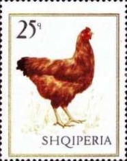 [Birds - Domestic Fowl, type ACF]