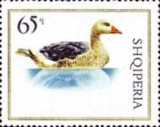 [Birds - Domestic Fowl, type ACI]