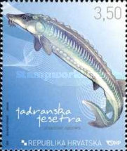 [Croatian Fish - Adriatic Sturgeon, type AEO]