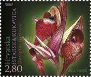 [Croatian Flora - Orchids, type AMM]