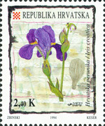 [Flora, type GE]
