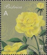 [Croatian Flowers - Roses, type BCL]