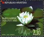 [Croatian Flora - White Water Lily, type ZO]