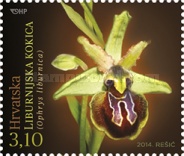 [Croatian Flora - Orchids, type AMN]