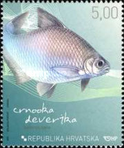 [Croatian Fish - Adriatic Sturgeon, type AEP]