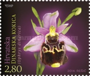 [Croatian Flora - Orchids, type AML]