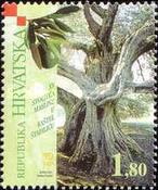 [15 Centuries of Olive Trees in Kastel Stafilic, type RM]