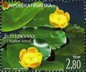 [Croatian Flora - White Water Lily, type ZP]